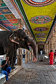 The temple elephant of Kumbheshvara temple of Kumbakonam, Tamil Nadu.   
